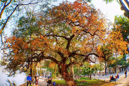 Hồ Gươm đẹp quyến rũ mùa lộc vừng thay lá