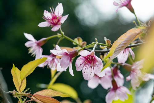 Đắm đuối trước vẻ đẹp hoa anh đào giữa núi rừng Tây Bắc