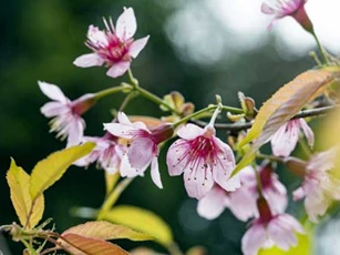 Đắm đuối trước vẻ đẹp hoa anh đào giữa núi rừng Tây Bắc