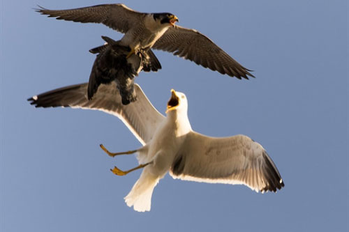 Mòng biển hung tợn khiến chim ưng thất bại ê chề