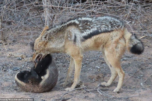 Chó rừng cướp mồi của 'kẻ bố đời': Kết buồn