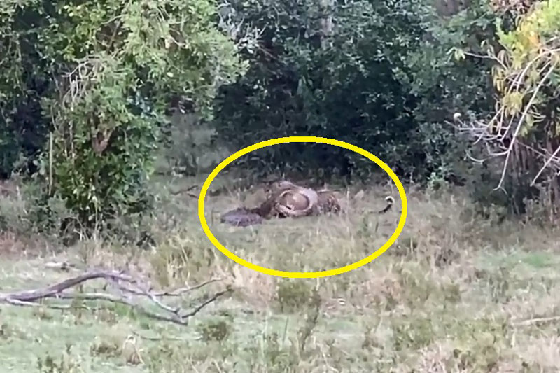 Báo đốm tử chiến trăn khổng lồ: Lật ngược tình thế