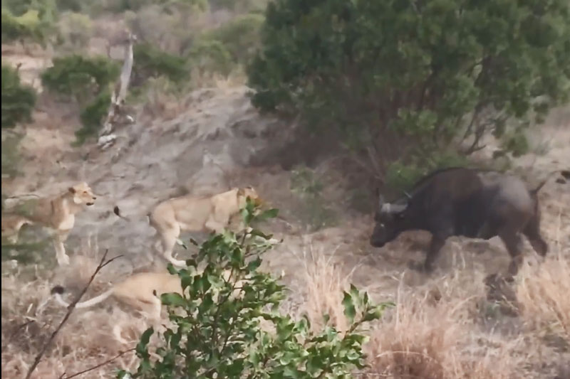 CLIP: Gặp đàn sư tử gian manh, trâu mẹ tử chiến bất thành