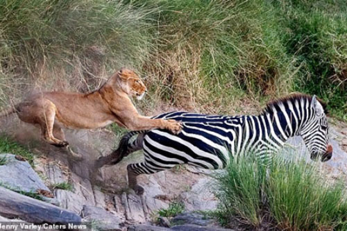 Ngựa vằn tung tuyệt chiêu, sư tử ngậm ngùi thua trận