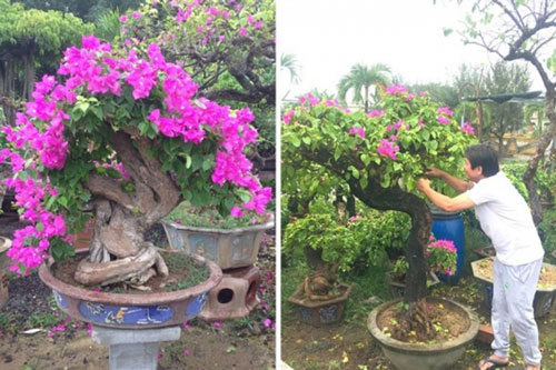 Mẹo trồng hoa giấy lâu tàn, rộ hoa quanh năm