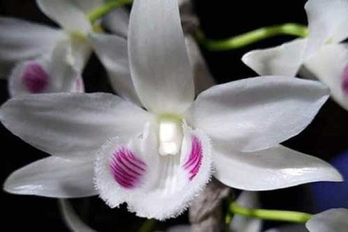 Mù mờ giá trị lan đột biến tiền tỷ, chớ dại lao vào như “thiêu thân”