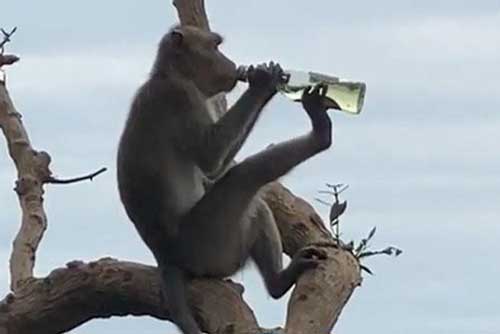 Khám phá Top 5 ‘tiên tửu’ trong thế giới động vật hoang dã