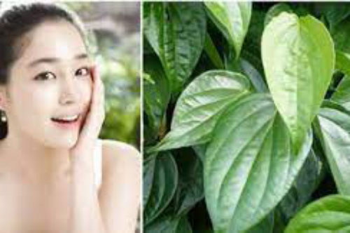 3 tác dụng làm đẹp tuyệt vời của lá trầu không chị em chắc chắn sẽ vô cùng ngạc nhiên
