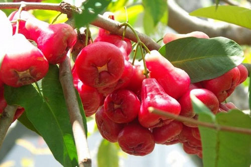 Tác dụng "diệu kỳ" của quả roi đối với sức khoẻ, ai không biết tiếc hùi hụi