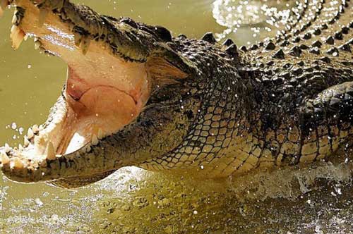  Loài nào có thể sống tới 2.000 năm nếu được cung cấp đủ thức ăn?