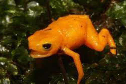 Tìm thấy loài cóc cực nhỏ, tuyệt đẹp nhưng cực độc