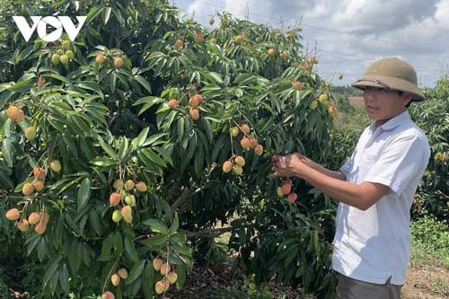 Trồng vải trên đất cằn cho thu nhập nửa tỷ đồng mỗi ha