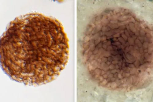 Phát hiện quái vật 1 tỉ tuổi "giữa 2 thế giới", không đầu, không chân