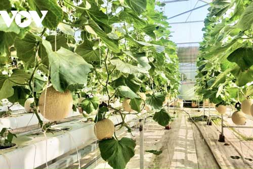 Ứng dụng công nghệ cao trong sản xuất nông nghiệp cho thu nhập ổn định