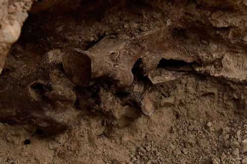 Phát hiện hóa thạch ngựa 14.000 năm tuổi khi xây bể bơi ở Las Vegas