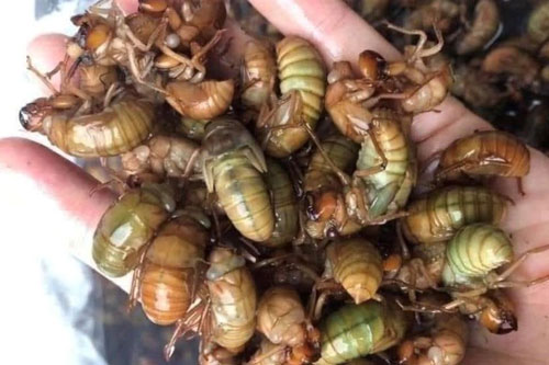 Ve sầu non đầu hè có giá nửa triệu đồng/kg