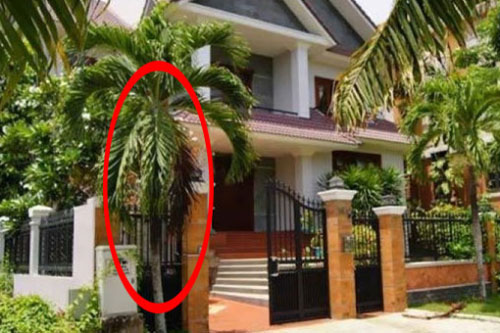 6 loại cây gọi tài lộc đến nhà, cứ trồng trước cửa kiểu gì cũng giàu sang, tài lộc ùn ùn kéo đến