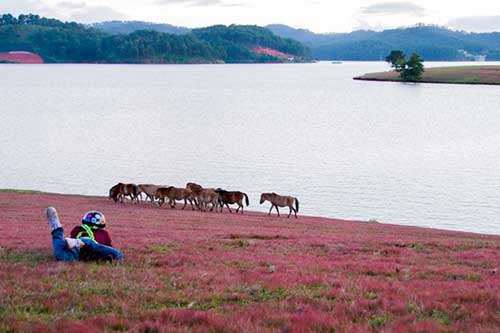 Đồi cỏ hồng tuyệt đẹp như khung trời Âu giữa Đà Lạt mộng mơ