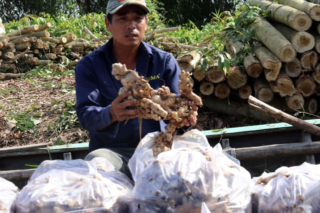 Xúc tiến kế hoạch tiếp thị gừng đông lạnh Việt Nam tại Australia