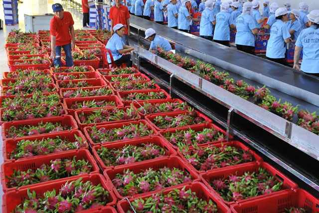 Khắc phục dịch Covid-19, doanh nghiệp xuất khẩu hơn 70 tấn trái cây mỗi ngày sang Mỹ, Hàn