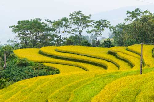 Đẹp mê hồn mùa lúa chín muộn ở Tuyên Quang