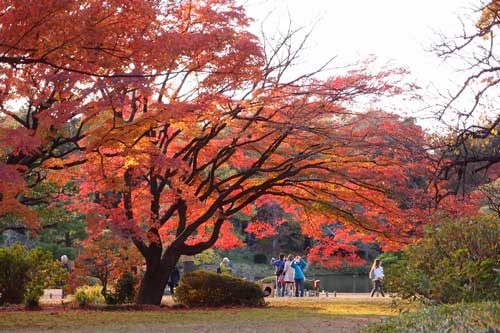 Cảnh sắc mùa thu đẹp như tranh vẽ ở Tokyo