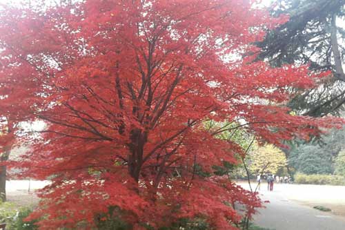 Cảnh sắc mùa Thu tuyệt đẹp ở xứ sở Phù Tang