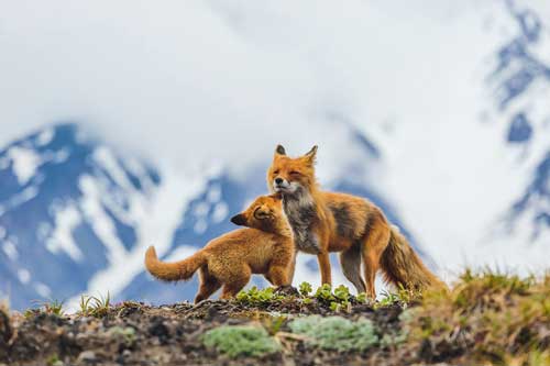 Hình ảnh đáng yêu của những con cáo hoang dã nước Nga