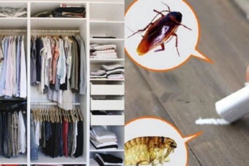 8 lý do khiến ngôi nhà trở thành nơi trú ẩn của vi khuẩn, côn trùng