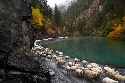 Hành trình lùa cừu kỳ thú giữa mùa thu từ vùng núi bắc Kavkaz