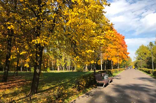 Cảnh sắc Moscow vào thu chuyển vàng như được “rót mật”