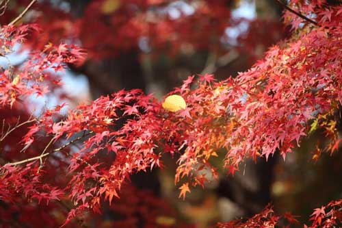 Chiêm ngưỡng mùa thu đỏ đẹp đến ngỡ ngàng tại Nhật Bản