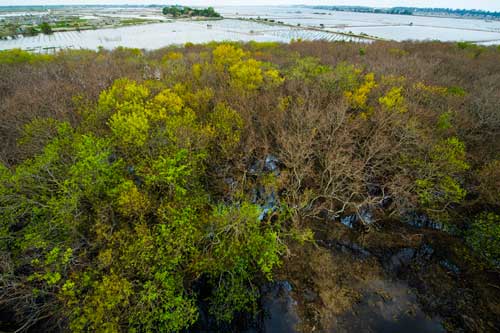 Ngắm mùa thu vàng ở rừng ngập mặn nguyên sinh Rú Chá