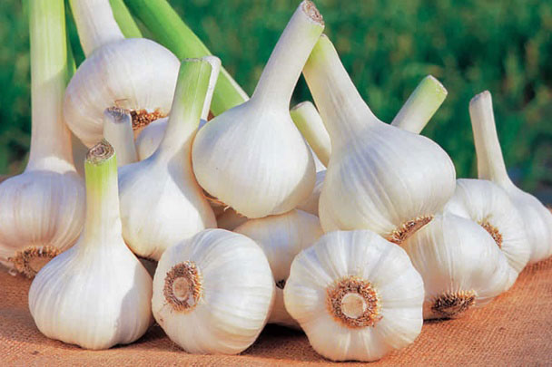 8 công dụng của tỏi đối với sức khỏe đã được khoa học chứng minh