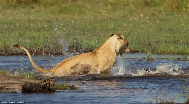 Dưới nước, cá sấu là kẻ ăn thịt số một nên sư tử mẹ phải rất dũng cảm mới chọn cách đối đầu cho đàn con tranh thủ vượt sông.