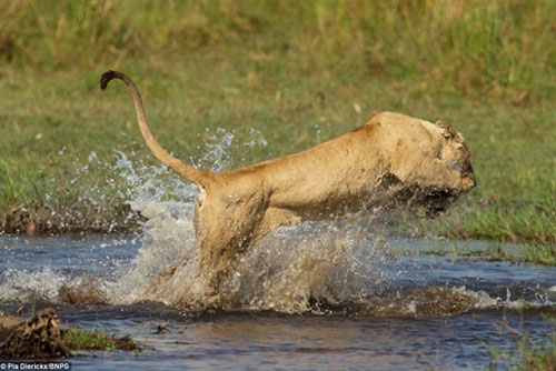 Tử chiến cá sấu, sư tử mẹ nhận cái kết xứng đáng