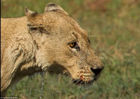Vết thương không đáng kể của sư tử mẹ đổi lại an nguy cho cả đàn.