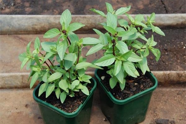 6 loại cây gia vị dễ trồng lại đuổi muỗi hiệu quả nhà nào cũng nên có