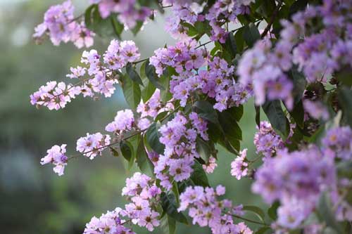 Bằng lăng dịu dàng nở tím phố phường Hà Nội