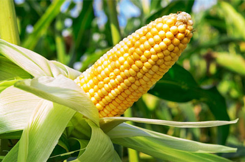 Tuyệt chiêu giảm cân với ngô nhiều chị em chưa biết