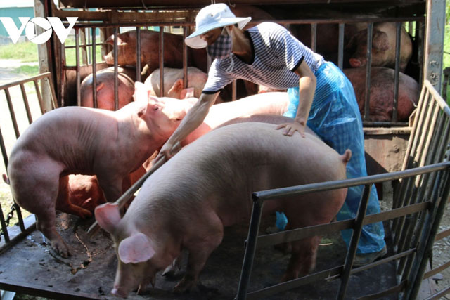 Giảm 50% mức thu phí trong chăn nuôi