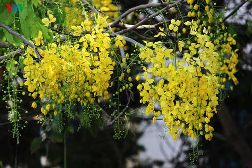 Muồng hoàng yến rực vàng gọi hè sang giữa Hà Nội