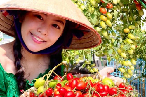 Đội nón lá ra vườn thu hoạch cà chua mà con gái Lọ Lem của Quyền Linh vẫn gây xao xuyến