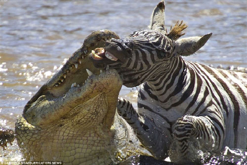 Tìm vùng đất mới, ngựa vằn chết dưới tay hung thần