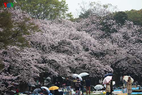 Ngắm sắc hoa anh đào “nhuộm hồng” Nhật Bản