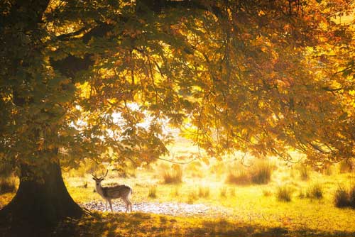 Hình ảnh muông thú ngẩn ngơ dưới tiết trời Thu đẹp nao lòng