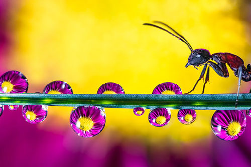 Khám phá thế giới côn trùng đẹp mê li như cổ tích qua lăng kính nhiếp ảnh diệu kỳ