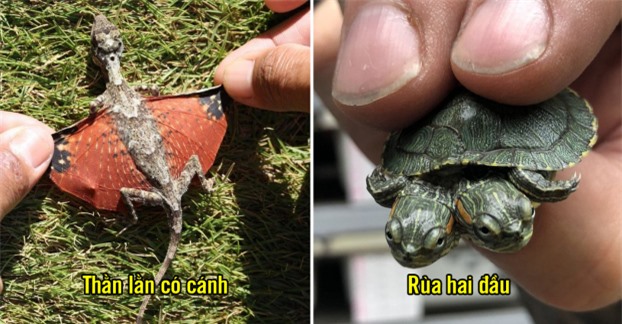 15 loài động vật kỳ lạ ngỡ như chỉ có trong phim giả tưởng nhưng lại có thật ngoài đời