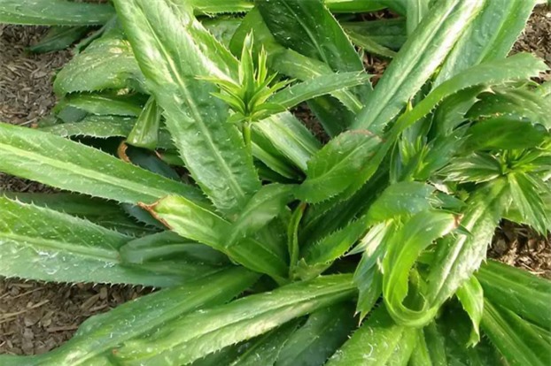 6 bệnh phổ biến người Việt hay mắc phải chỉ cần một nắm mùi tàu là khỏi hẳn