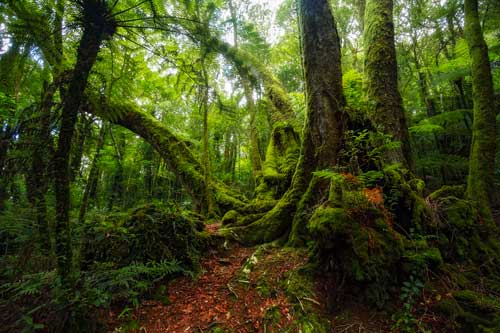 Khám phá khu rừng mưa cận nhiệt đới rộng lớn nhất thế giới